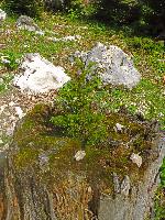 Bild 10 (239 Bildaufrufe)