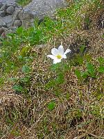 Hohe Veitsch (167 Bildaufrufe)