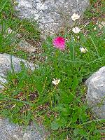 Petzen (216 Bildaufrufe)