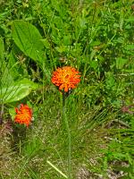 Bild 10 (155 Bildaufrufe)
