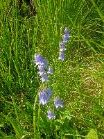 Bild 30 (154 Bildaufrufe)
