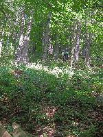 Bild 1 (129 Bildaufrufe)