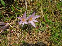 Bild 2 (146 Bildaufrufe)