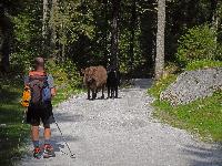 Hoher Dachstein (240 Bildaufrufe)