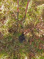 Bild 11 (179 Bildaufrufe)
