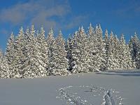 Bichleralpe (164 Bildaufrufe)