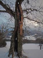 Bild 11 (179 Bildaufrufe)