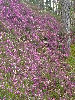 Bild 10 (239 Bildaufrufe)