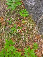 Bild 11 (224 Bildaufrufe)