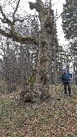 Bild 21 (205 Bildaufrufe)