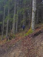 Türnitzer Höger, Tirolerkogel (199 Bildaufrufe)