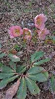 Bild 75 (181 Bildaufrufe)