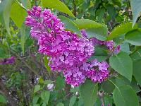 Bild 7 (152 Bildaufrufe)