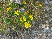 Hochgolling (172 Bildaufrufe)