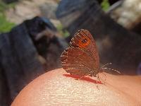 Bild 4 (194 Bildaufrufe)
