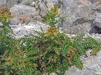 Bild 30 (126 Bildaufrufe)