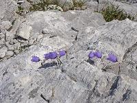 Bild 63 (134 Bildaufrufe)