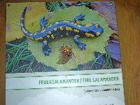 Bild 70 (130 Bildaufrufe)