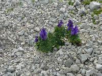 Bild 59 (213 Bildaufrufe)