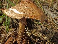 Bild 5 (195 Bildaufrufe)