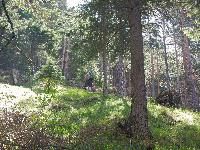 Bild 4 (135 Bildaufrufe)