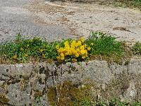 Weyerkogel (104 Bildaufrufe)