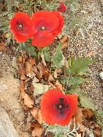 Bild 3 (105 Bildaufrufe)