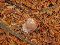 Bild 19 (133 Bildaufrufe)