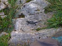 Bild 15 (172 Bildaufrufe)