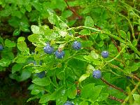 Bild 38 (134 Bildaufrufe)