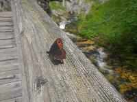 Bild 14 (114 Bildaufrufe)