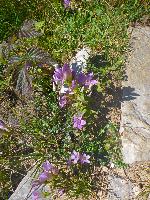 Bild 3 (117 Bildaufrufe)