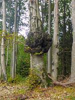 Hochgraser (97 Bildaufrufe)