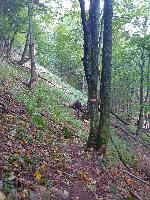 Hochgraser (100 Bildaufrufe)