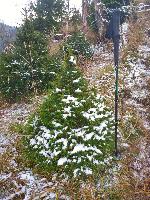 Bild 19 (111 Bildaufrufe)