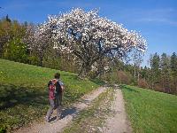 Kaiserkogel (55 Bildaufrufe)