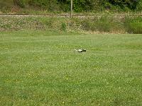 Bild 2 (49 Bildaufrufe)