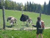 Bild 9 (46 Bildaufrufe)