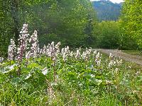Bild 2 (99 Bildaufrufe)