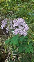 Bild 34 (87 Bildaufrufe)