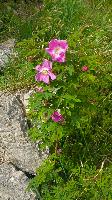 Bild 37 (82 Bildaufrufe)