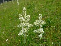 Schwarzkogel (80 Bildaufrufe)