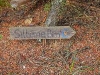 Silberne Birn (53 Bildaufrufe)