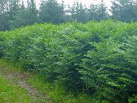 Bild 6 (71 Bildaufrufe)