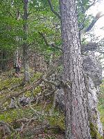 Bild 2 (64 Bildaufrufe)