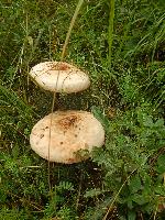 Bild 8 (98 Bildaufrufe)