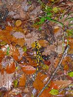 Bild 10 (50 Bildaufrufe)