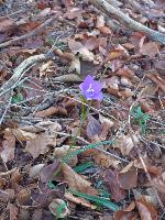 Bild 4 (83 Bildaufrufe)