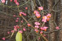 Bild 11 (55 Bildaufrufe)