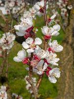 Bild 32 (102 Bildaufrufe)